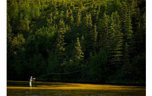 Bristol Bay supports the world’s largest runs of sockeye salmon, producing about half of the world supply of this fish. No hatchery fish are raised or released there; all the salmon caught by the bay’s fishermen are wild. Photo credit: Ben 072114_Pebble-article.jpg