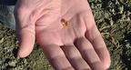 20201105_Arkansas_yellow_diamond_in_hand.jpg