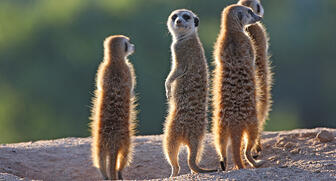 Lions, zebra, elephants and meerkats (pictured here) are among the wildlife that roam De Beers’ private game reserves in South Africa. These lands recently netted the diamond miner and marketer a conservation award. 20170405_De-Beers-lands.jpg