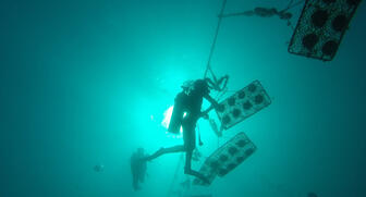 The Cultured Pearl Association of America has launched a new digital marketing campaign behind its online course to encourage education and awareness of the category. 20180615_CPAA.jpg