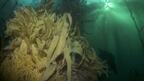 20220426_Giant kelp forest.jpg