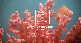 20181207_LivingCoral.jpg