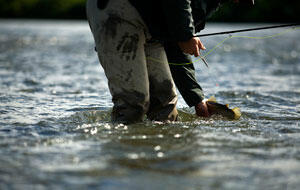 Opponents of the proposed Pebble mine say the Environmental Protection Agency needs to step in to protect the Bristol Bay watershed’s wild sockeye salmon fishery. (Photo credit: Travis Rummel) 011713_Sockeye-Article.jpg