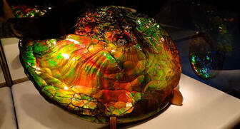 20170301_Ammolite-shell.jpg
